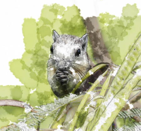 water color of squirrel in green background.の写真素材
