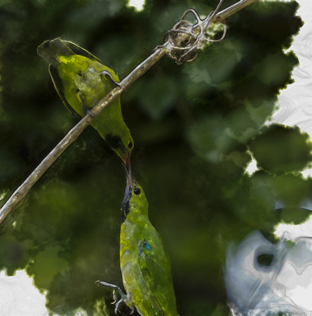 water color of bird in green background.の写真素材