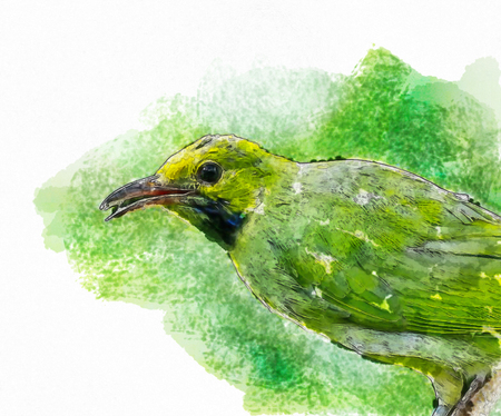 water color of bird in green background.の写真素材