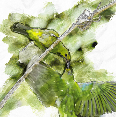 water color of bird in green background.の写真素材