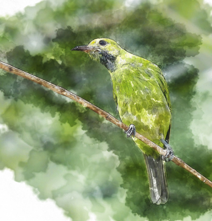 water color of bird in green background.の写真素材