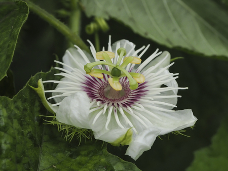 purple flower and green backgroundの写真素材