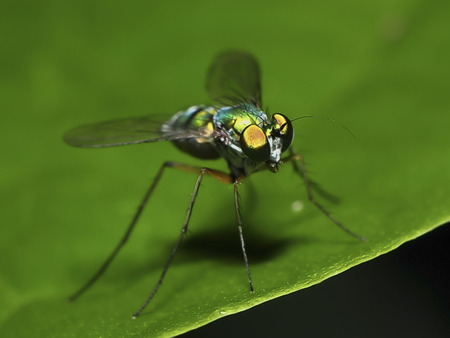 green fly on leaveの写真素材
