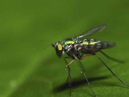 green fly on leaveの写真素材