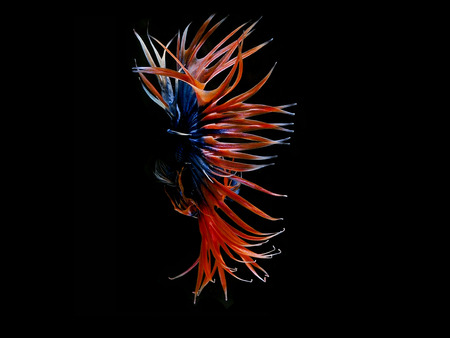 siames fighting fish.
betta spendens fish.の写真素材