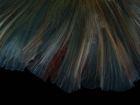 light and shadows .
siames fighting fish.
betta splendens.の写真素材