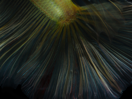 light and shadows .siames fighting fish.betta splendens.