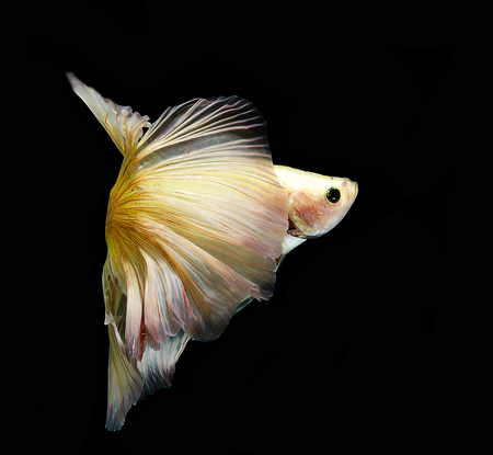 light and shadows .
siames fighting fish.
betta splendens.の写真素材