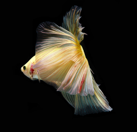 light and shadows .
siames fighting fish.
betta splendens.の写真素材