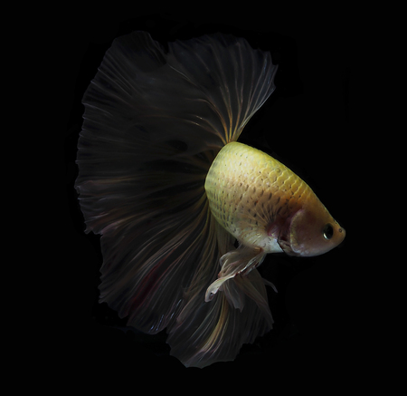 light and shadows .
siames fighting fish.
betta splendens.の写真素材