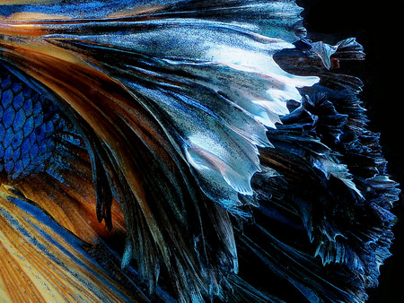 Light and shadows.
close up fancy half moon show.
betta splendensの写真素材