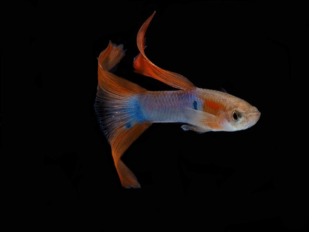 Light and shadows.
The guppy, also known as millionfish and rainbow fish.の写真素材