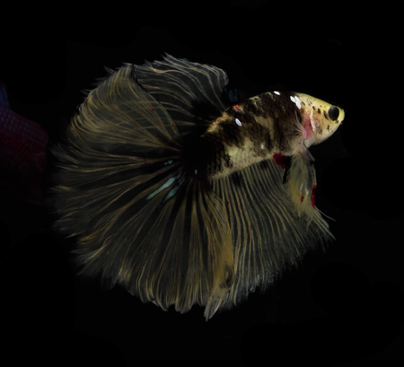 Light and shadows.
siames fighting fish.
betta spelndens fish.の写真素材