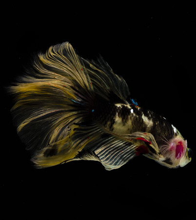 Light and shadows.
siames fighting fish.
betta spelndens fish.の写真素材