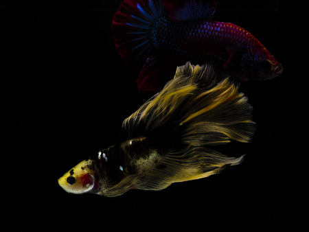 Light and shadows.
siames fighting fish.
betta spelndens fish.の写真素材