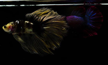 Light and shadows.
siames fighting fish.
betta spelndens fish.の写真素材