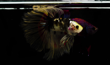 Light and shadows.
siames fighting fish.
betta spelndens fish.の写真素材