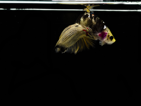 Light and shadows.
siames fighting fish.
betta spelndens fish.の写真素材