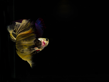 Light and shadows.siames fighting fish.betta spelndens fish.with space for text.の写真素材