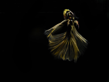 Light and shadows.
siames fighting fish.
betta spelndens fish.
with text space.の写真素材
