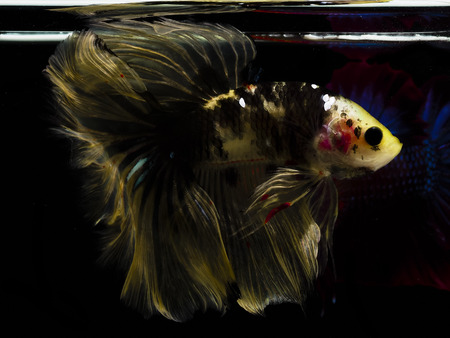 Light and shadows.
siames fighting fish.
betta spelndens fish.の写真素材