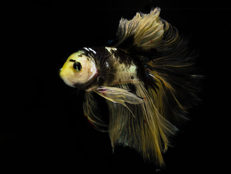 Light and shadows.
siames fighting fish.
betta spelndens fish.の写真素材