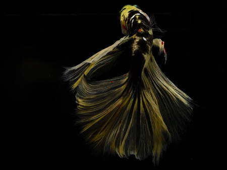 Light and shadows.
siames fighting fish.
betta spelndens fish.の写真素材