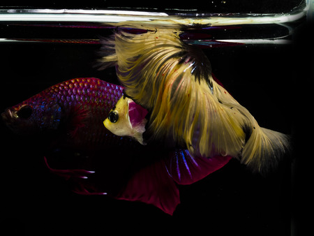 Light and shadows.
siames fighting fish.
betta spelndens fish.の写真素材
