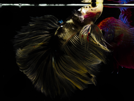 Light and shadows.
siames fighting fish.
betta spelndens fish.の写真素材