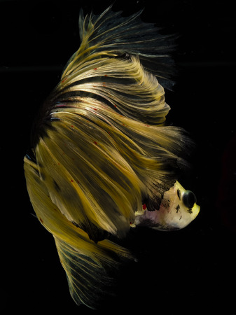 Light and shadows.
siames fighting fish.
betta spelndens fish.の写真素材