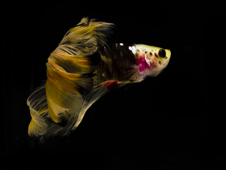 Light and shadows.
siames fighting fish.
betta spelndens fish.の写真素材