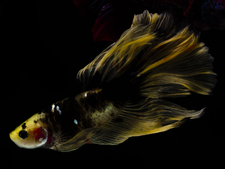 Light and shadows.
siames fighting fish.
betta spelndens fish.の写真素材