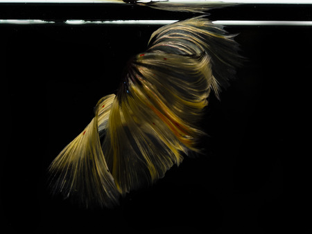 Light and shadows.
siames fighting fish.
betta spelndens fish.の写真素材