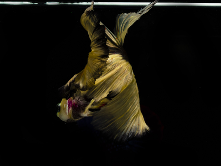 Light and shadows.
siames fighting fish.
betta spelndens fish.の写真素材