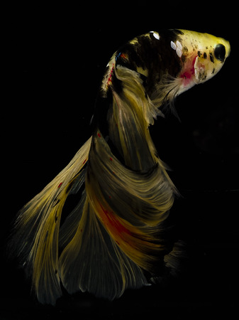 Light and shadows.
siames fighting fish.
betta spelndens fish.の写真素材