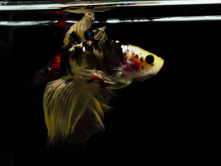 Light and shadows.
siames fighting fish.
betta spelndens fish.の写真素材