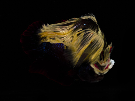 Light and shadows.
siames fighting fish.
betta spelndens fish.の写真素材