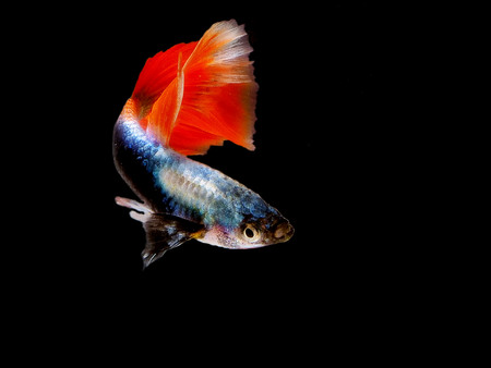 Light and shadows.guppy show.
The guppy, also known as millionfish and rainbow fish, is one of the world's most widely distributed tropical fish, and one of the most popular freshwater aquarium fish species.の写真素材