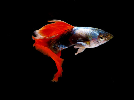 Light and shadows.guppy show.
The guppy, also known as millionfish and rainbow fish, is one of the world's most widely distributed tropical fish, and one of the most popular freshwater aquarium fish species.の写真素材
