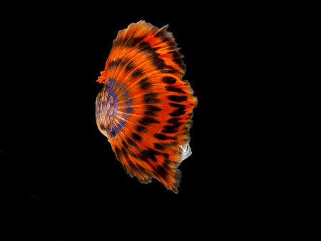 Light and shadows.guppy show.
The guppy, also known as millionfish and rainbow fish, is one of the world's most widely distributed tropical fish, and one of the most popular freshwater aquarium fish species.の写真素材