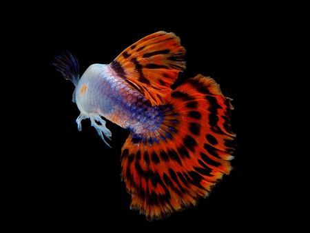 Light and shadows.guppy show
The guppy, also known as millionfish and rainbow fish, is one of the world's most widely distributed tropical fish, and one of the most popular freshwater aquarium fish species.の写真素材