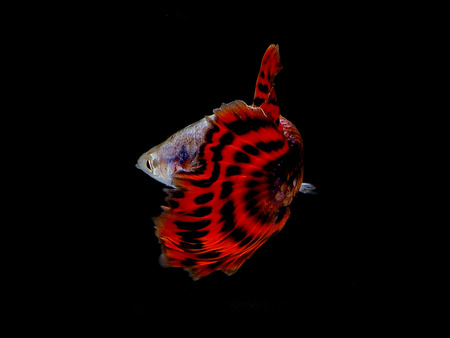 Light and shadows.guppy show.
The guppy, also known as millionfish and rainbow fish, is one of the world's most widely distributed tropical fish, and one of the most popular freshwater aquarium fish species.の写真素材