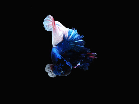 siames fighting fish.
betta splendensの写真素材