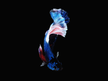 siames fighting fish.
betta splendensの写真素材