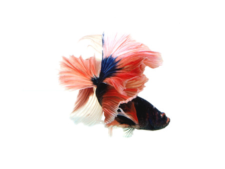 siames fighting fish.
betta splendens
soft light
white background.の写真素材