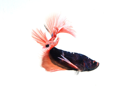 siames fighting fish.
betta splendens
soft light
white background.の写真素材