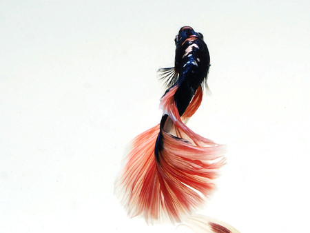 siames fighting fish.
betta splendens
soft light
white background.の写真素材