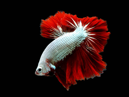 siames fighting fish.
betta splendens,の写真素材