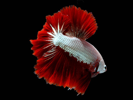 siames fighting fish.
betta splendensの写真素材