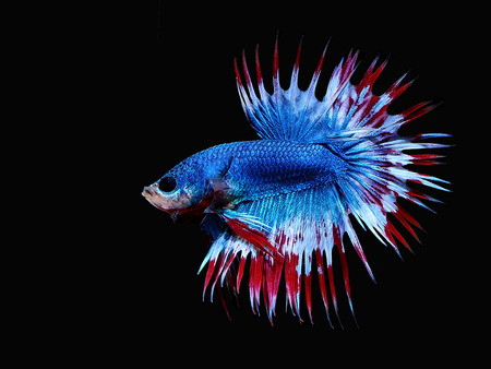 siames fighting fish.
crown tail  Betta.
betta splendens.の写真素材